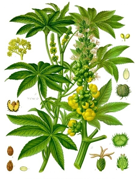 Wunderbaum (Ricinus communis)